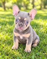 Dumplin, a female French Bulldog for sale in Fenton, MI – 1 of 1
