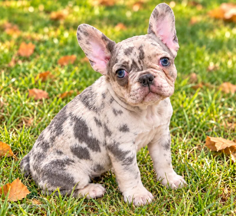 Poppy – French Bulldog puppy for sale in Fenton, MI