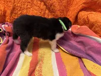 Green Tri color boy, a male Collie for sale in Valley City, ND – 10 of 10