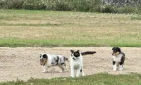 Blue Merle boy , a male Collie for sale in Valley City, ND – 6 of 10