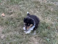 Purple Tri color girl, a female Collie for sale in Valley City, ND – 4 of 10