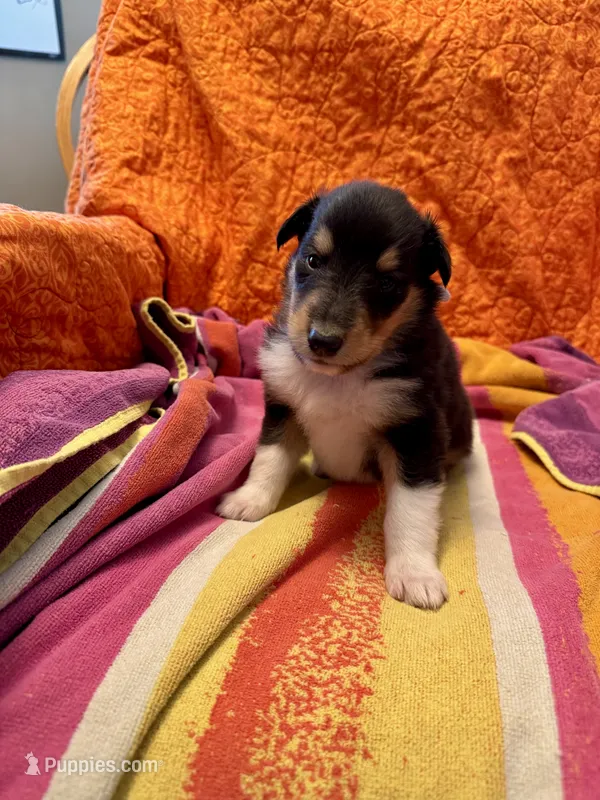 Green Tri color boy – Collie puppy for sale in Valley City, ND