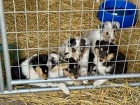 Green Tri color boy, a male Collie for sale in Valley City, ND – 2 of 10