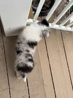 Blue Merle girl, a female Collie for sale in Valley City, ND – 9 of 10