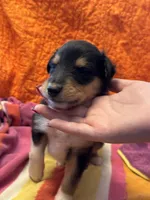 Orange Tri Color boy, a male Collie for sale in Valley City, ND – 2 of 10