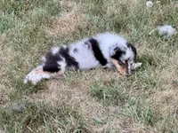 Blue Merle girl, a female Collie for sale in Valley City, ND – 4 of 10
