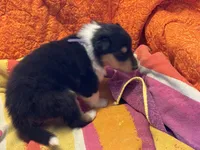 Purple Tri color girl, a female Collie for sale in Valley City, ND – 1 of 10