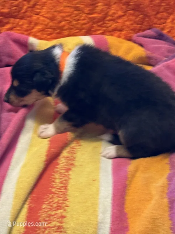 Orange Tri Color boy – Collie puppy for sale in Valley City, ND