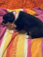 Orange Tri Color boy, a male Collie for sale in Valley City, ND – 1 of 10