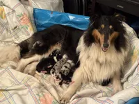 Blue Merle boy , a male Collie for sale in Valley City, ND – 8 of 10