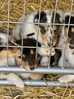 Blue Merle girl, a female Collie for sale in Valley City, ND – 8 of 10