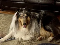 Purple Tri color girl, a female Collie for sale in Valley City, ND – 8 of 10