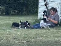 Orange Tri Color boy, a male Collie for sale in Valley City, ND – 5 of 10