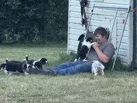 Green Tri color boy, a male Collie for sale in Valley City, ND – 4 of 10