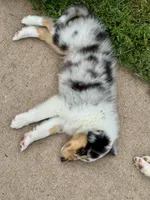 Blue Merle boy , a male Collie for sale in Valley City, ND – 3 of 10