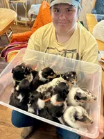 Orange Tri Color boy, a male Collie for sale in Valley City, ND – 9 of 10