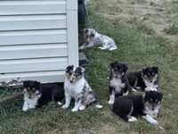 Blue Merle girl, a female Collie for sale in Valley City, ND – 2 of 10