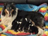 Orange Tri Color boy, a male Collie for sale in Valley City, ND – 10 of 10