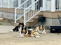 Green Tri color boy, a male Collie for sale in Valley City, ND – 8 of 10