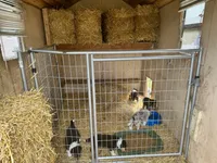 Green Tri color boy, a male Collie for sale in Valley City, ND – 7 of 10