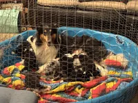 Orange Tri Color boy, a male Collie for sale in Valley City, ND – 8 of 10