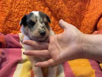 Blue Merle boy , a male Collie for sale in Valley City, ND – 4 of 10