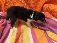 Green Tri color boy, a male Collie for sale in Valley City, ND – 3 of 10