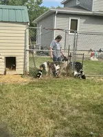 Green Tri color boy, a male Collie for sale in Valley City, ND – 9 of 10