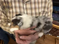 Blue Merle boy , a male Collie for sale in Valley City, ND – 7 of 10