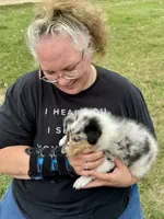 Blue Merle girl, a female Collie for sale in Valley City, ND – 6 of 10