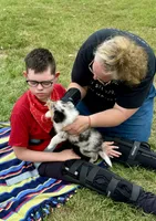 Blue Merle girl, a female Collie for sale in Valley City, ND – 3 of 10