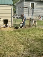 Green Tri color boy, a male Collie for sale in Valley City, ND – 6 of 10
