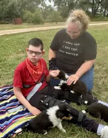 Purple Tri color girl, a female Collie for sale in Valley City, ND – 6 of 10