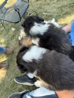 Purple Tri color girl, a female Collie for sale in Valley City, ND – 5 of 10