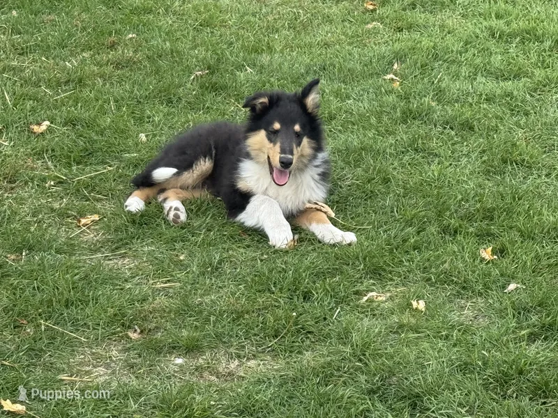 Orange Tri Color boy – Collie puppy for sale in Valley City, ND
