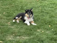 Orange Tri Color boy, a male Collie for sale in Valley City, ND – 1 of 10