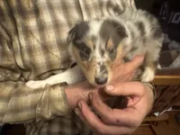 Blue Merle boy , a male Collie for sale in Valley City, ND – 5 of 10