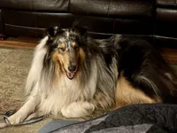 Blue Merle boy , a male Collie for sale in Valley City, ND – 2 of 10