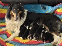 Purple Tri color girl, a female Collie for sale in Valley City, ND – 7 of 10