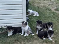 Orange Tri Color boy, a male Collie for sale in Valley City, ND – 3 of 10