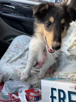 Orange Tri Color boy, a male Collie for sale in Valley City, ND – 10 of 10