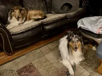 Blue Merle girl, a female Collie for sale in Valley City, ND – 10 of 10