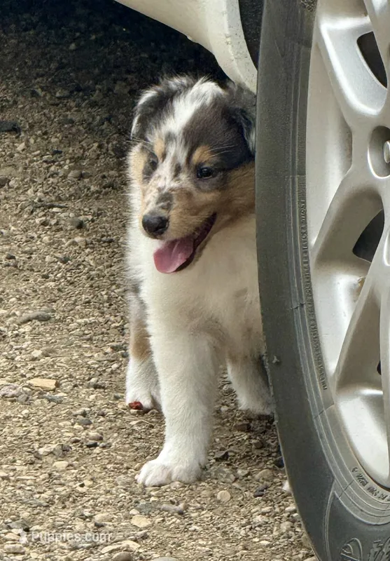 Blue Merle boy  – Collie puppy for sale in Valley City, ND