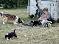 Purple Tri color girl, a female Collie for sale in Valley City, ND – 2 of 10
