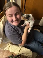 Blue Merle girl, a female Collie for sale in Valley City, ND – 7 of 10