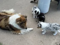 Blue Merle girl, a female Collie for sale in Valley City, ND – 5 of 10