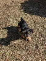 Bob Barker, a male Yorkshire Terrier for sale in Little River, SC – Photo 2 of 2