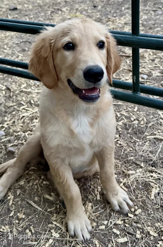 June  – Golden Retriever puppy for sale in Tucson, AZ