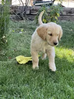 Summer , a female Golden Retriever for sale in Tucson, AZ – 4 of 4