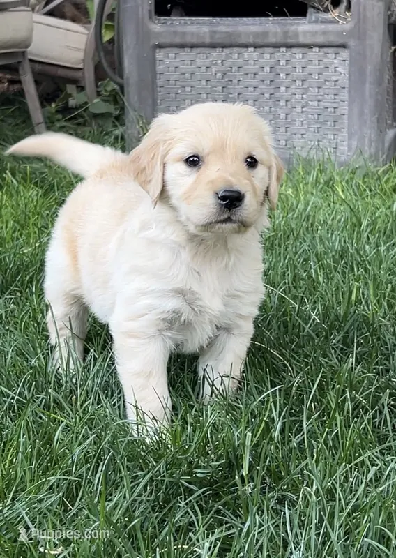 May  – Golden Retriever puppy for sale in Tucson, AZ